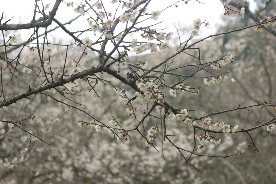 Lạc vào thiên đường mùa mơ trắng ở Mộc Châu - 4 Sắc trắng tinh khôi của loài hoa này tạo cho nơi đây cảnh sắc tuyệt đẹp như chốn thần tiên
