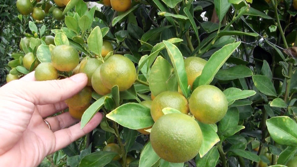 Quất Tết trĩu cành, giá cao người trồng trúng đậm - 4
Quất Phú Yên quả nhỏ, nhưng chín đều, lâu rụng nên được thị trường ưa chuộng