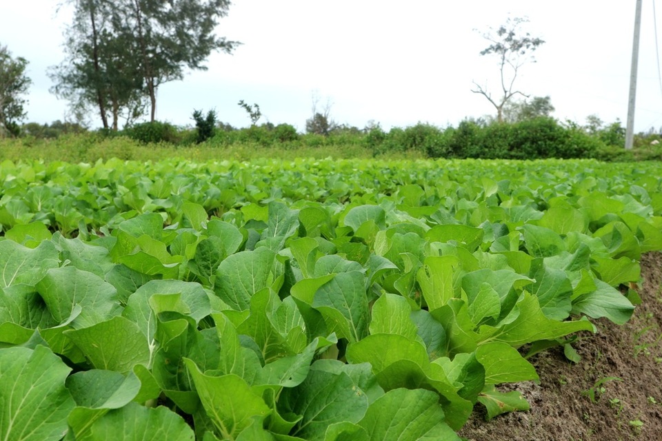 Làng rau vùng cát trắng tất bật vào vụ Tết - 4 Thành quả người dân có được đến thời điểm này hoàn toàn không dễ dàng. Họ đã khai hoang phục hóa diện tích cát trắng rồi đầu tư công sức, kỹ thuật gieo trồng, chăm sóc rất bài bản