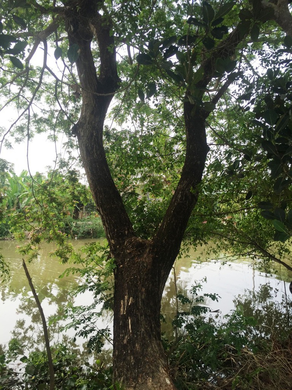 
Cây còng của ông Tâm trồng gần bờ sông...
