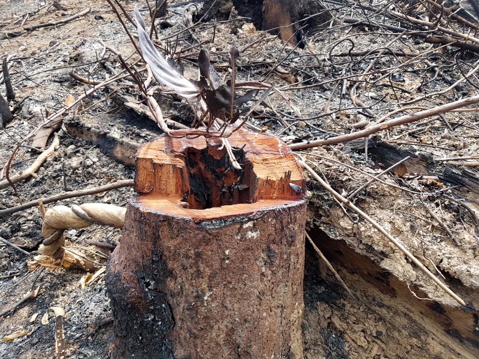 Tận mắt chứng kiến một cánh rừng bị “cưa sạch, đốt sạch” - 3 Nhiều gốc gỗ to, có gốc còn đang chảy nhựa