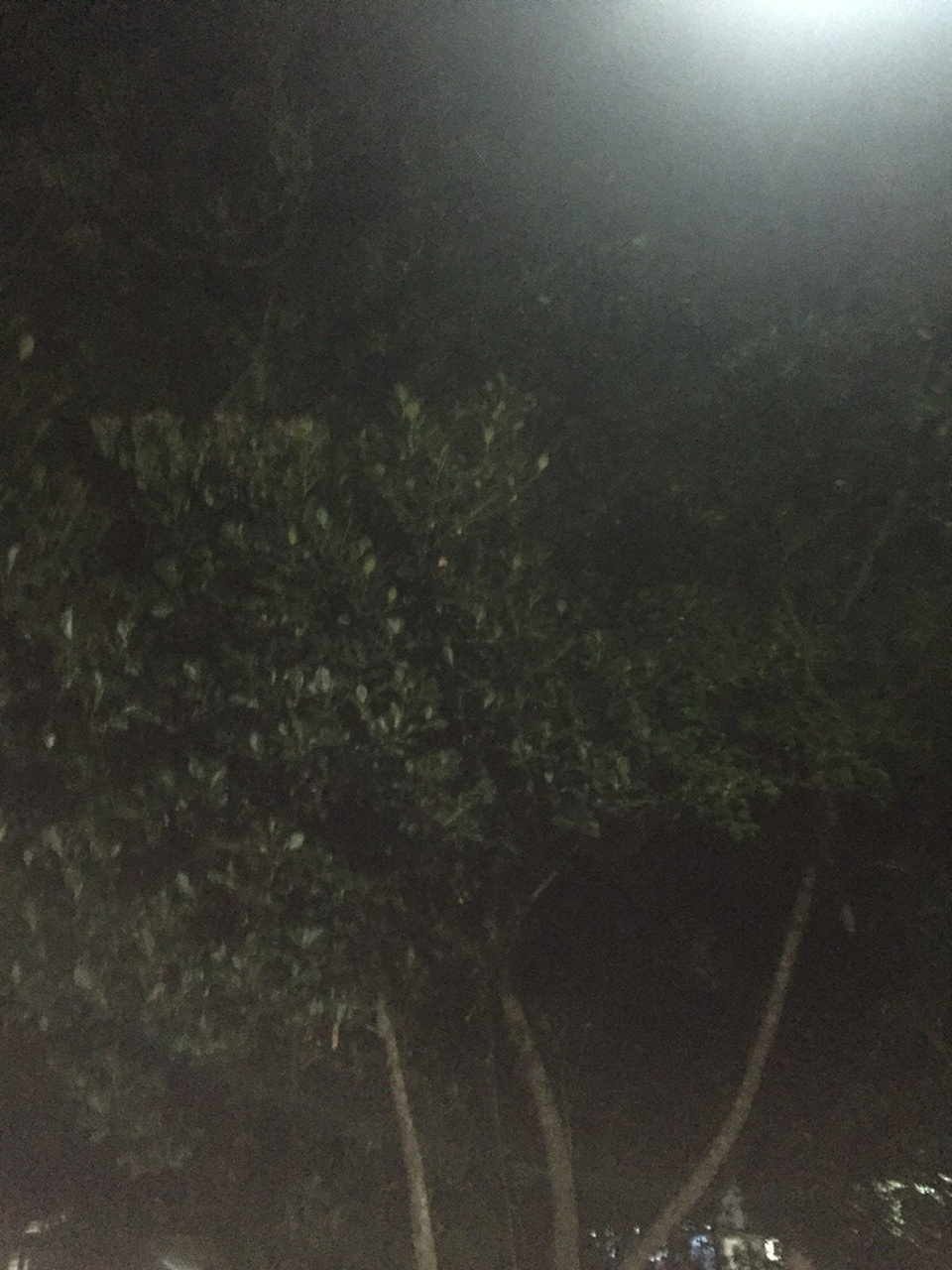 
Khoảng 4-5 ngày qua, vào ban đêm quanh cây còng này có hiện tượng nước rơi từ cây...
