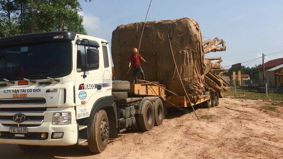 "Quái thú" lọt nhiều tỉnh thành: Tài xế "dò" CSGT bằng cách... nháy đèn? - 1
Các tài xế khai chở cây quái thú vào ban đêm để qua các trạm CSGT.