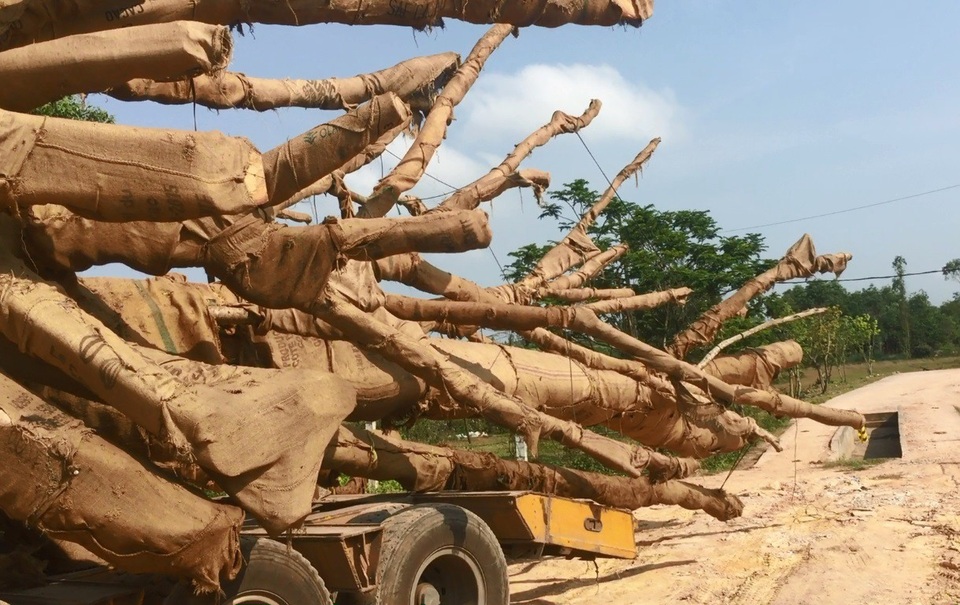 Cận cảnh 3 cây “quái thú” bị bắt giữ, nghi cây vối cổ thụ - 4 Nhiều cây do quá dài và to nên đã vượt tải trọng, chiều dài, chiều cao cho phép