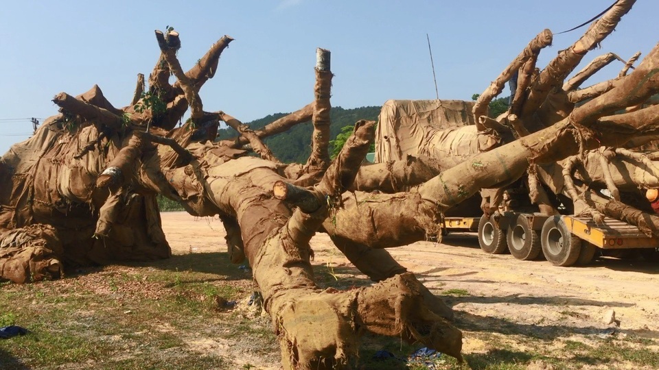 3 cây “quái thú” là đa sộp, một người Hà Nội mua từ Đắk Lắk chuyển về Thạch Thất - 2 3 cây “quái thú” là đa sộp, một người Hà Nội mua từ Đắk Lắk chuyển về Thạch Thất - 2