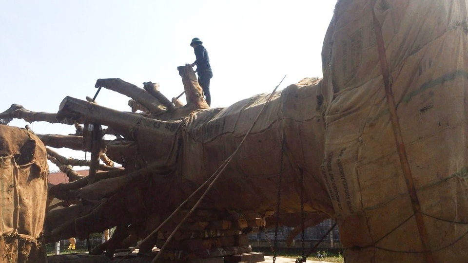 3 cây “quái thú” bị đình chỉ lưu thông, tài xế phải thuê người chăm sóc tưới nước - 4
Cây được 1 người dân chăm sóc, tưới nước hàng ngày.