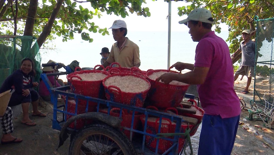 Phú Yên: Kiếm 5 triệu đồng mỗi đêm nhờ trúng đậm ruốc - 4 Ruốc được thương lái đến tận nơi để mua, giá từ 270.000 đến 320.000 đồng/giỏ