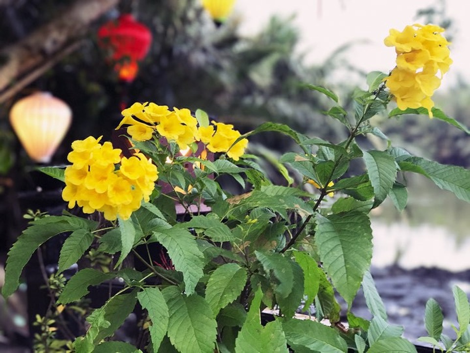 Đầu nỗi nhớ - 1 Đầu nỗi nhớ - 1