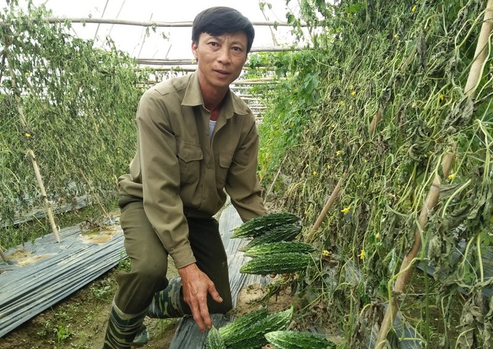 Xót xa nhìn vườn rau hàng trăm triệu đồng bị phá hoại, mất trắng - 5
Bao công sức, tiền của đầu tư của gia đình ông Định đã tiêu tan