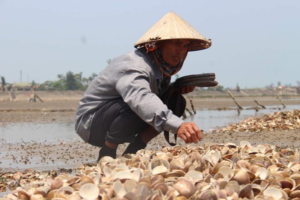 Ngao chết trắng, chủ đầm thuê người vớt đi đổ - 3
Ông Dũng thẫn thờ bên đống ngao chết
