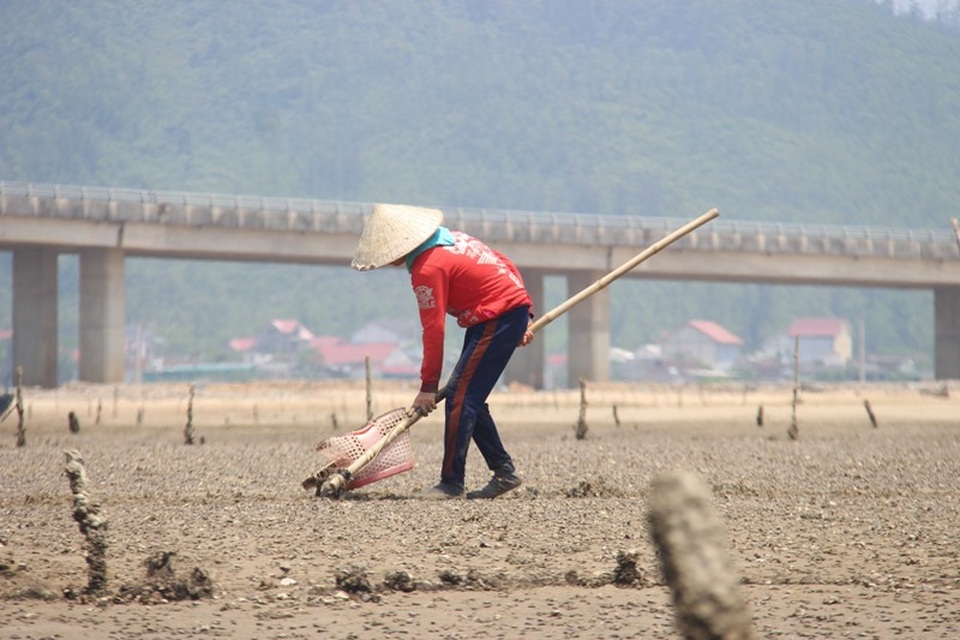 Ngao chết trắng, chủ đầm thuê người vớt đi đổ - 7
Các chủ đầm ngao còn phải bỏ thêm tiền để thuê người vớt ngao đi đổ