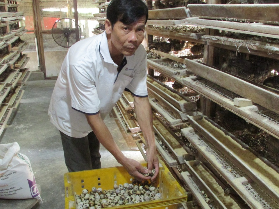 Nuôi 10.000 con chim cút, bỏ túi gần 20 triệu đồng/tháng - 2 Với nghề nuôi chim cút, mỗi tháng ông Tường bỏ túi 18 triệu đồng