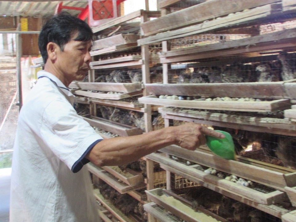 Nuôi 10.000 con chim cút, bỏ túi gần 20 triệu đồng/tháng - 1 Ông Tường cho chim cút ăn