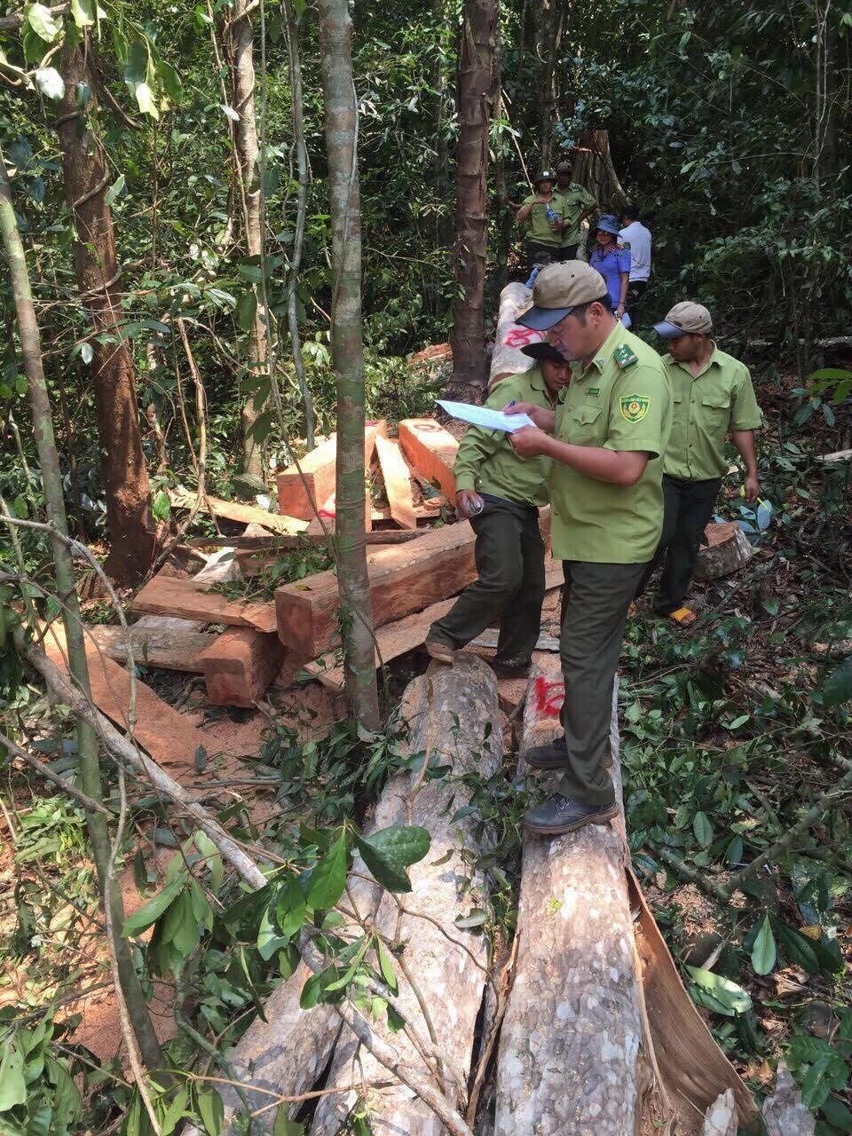Lâm tặc phá rừng phòng hộ, nửa tháng sau chủ rừng mới phát hiện - 2 Hiện trường vụ phá rừng phòng hộ (ảnh VKSND)