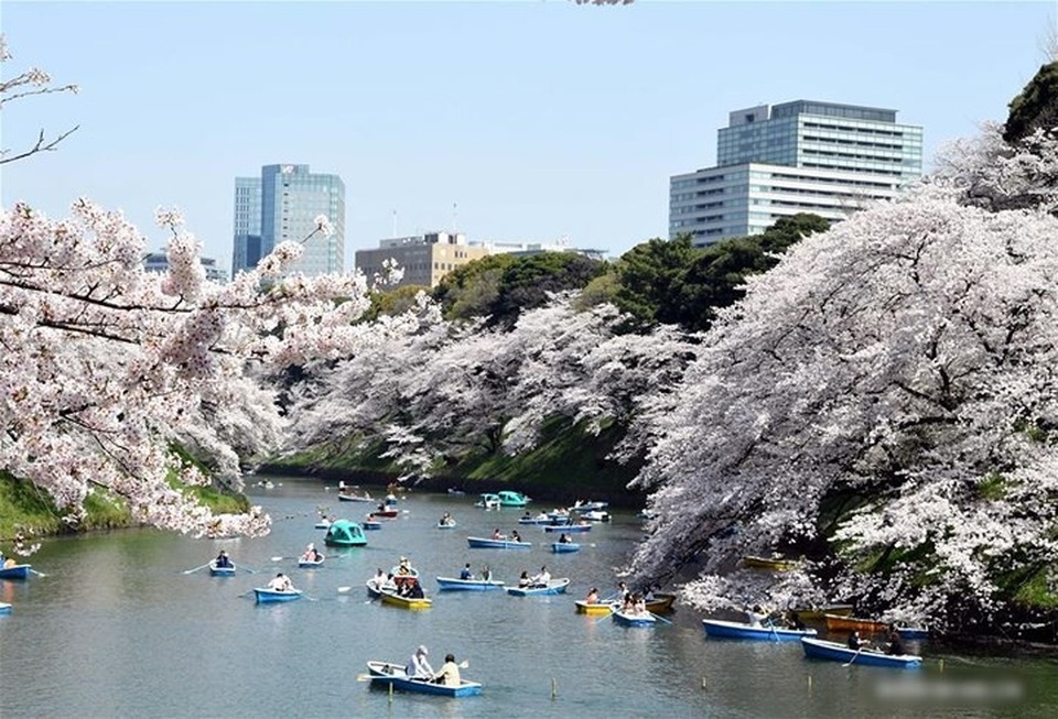 Ngất ngây trước cảnh hoa anh đào nở rộ, cánh hoa phủ sông hồ ở Tokyo - 7 Ngất ngây trước cảnh hoa anh đào nở rộ, cánh hoa phủ sông hồ ở Tokyo - 7