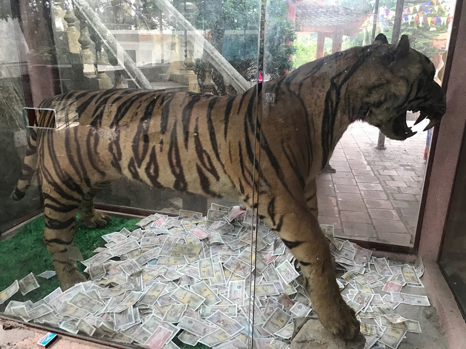 
Nơi trưng bày tiêu bản hổ thường xuyên được người dân nhét tiền vào.
