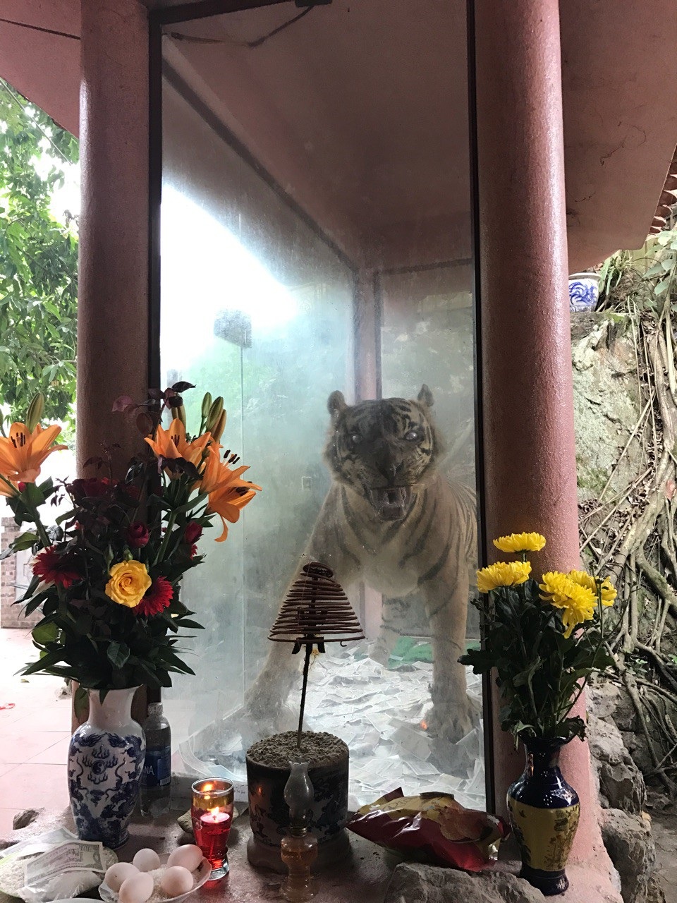 
Tiêu bản hổ ở tại Đền thờ Bà Chúa Đá Đen.
