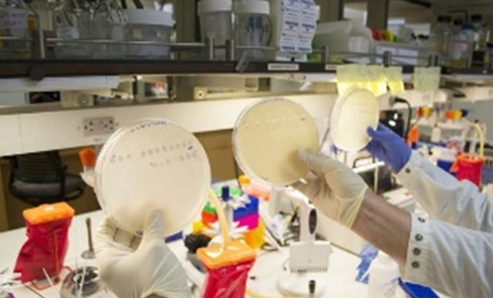 Phát hiện khả năng thích nghi của virus trong quá trình tiến hóa - 1