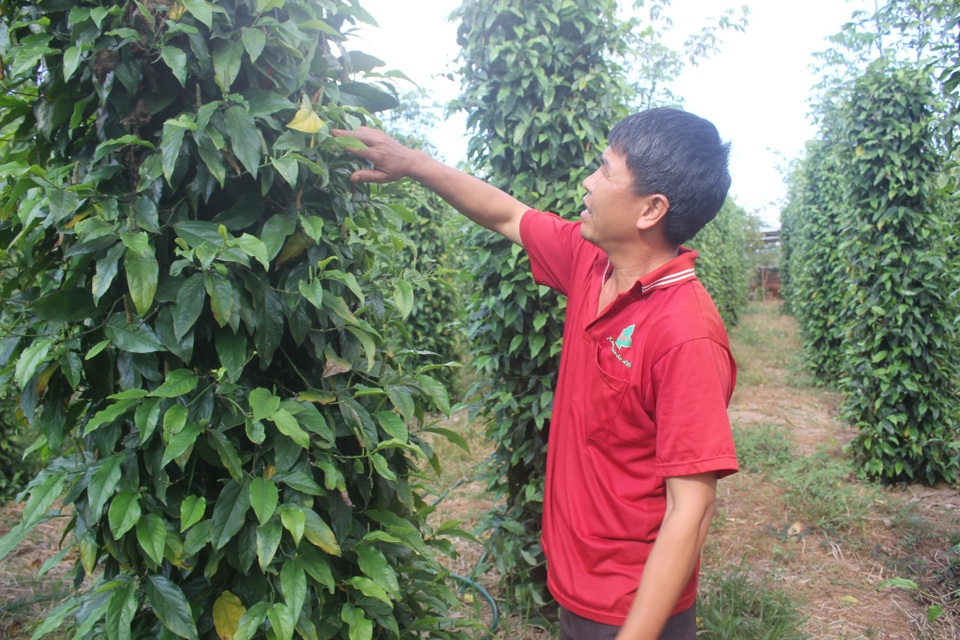 “Vàng đen” rớt giá, dân đổ xô đi trồng “cây lạ”, cây ăn quả - 2 Người dân phối hợp cùng HTX thử nghiệm giống tiêu lốt trên vùng đất chết”
