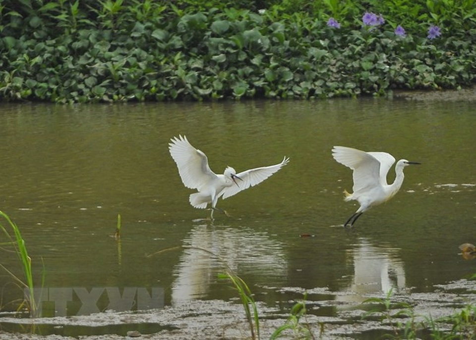 Hòa mình vào thiên nhiên tại đảo cò Gia Lạc ở Ninh Bình - 2 Cò trắng trên đảo. (Ảnh: Minh Đức/TTXVN)