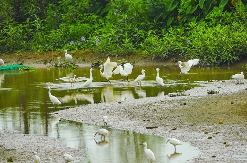 Hòa mình vào thiên nhiên tại đảo cò Gia Lạc ở Ninh Bình - 3 Bãi bồi bên sông Hoàng Long là nơi sinh sống và kiếm ăn của rất nhiều con cò trắng. (Ảnh: Minh Đức/TTXVN)