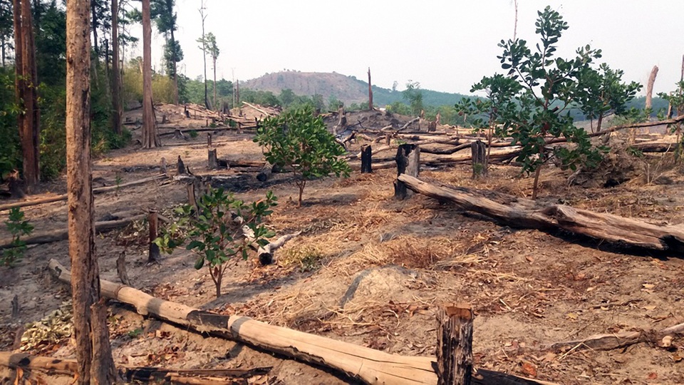 Mất hơn 240 ha rừng, Sở báo cáo do “dân lấn chiếm” (!?) - 2 Rừng do BQLRPH Ia Grai quản lí bị người dân chiếm dụng