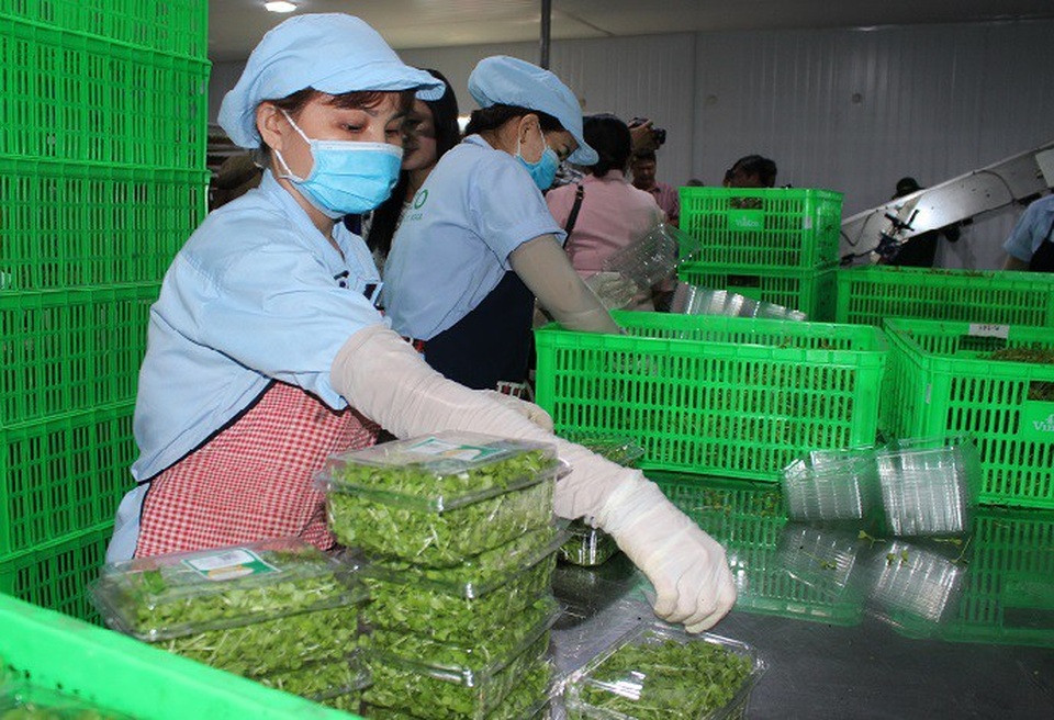 Trách nhiệm của người sản xuất và kinh doanh thực phẩm - 2 Thành phố đang chủ động tìm kiếm vùng sản xuất thực phẩm sạch phục vụ cho người dân