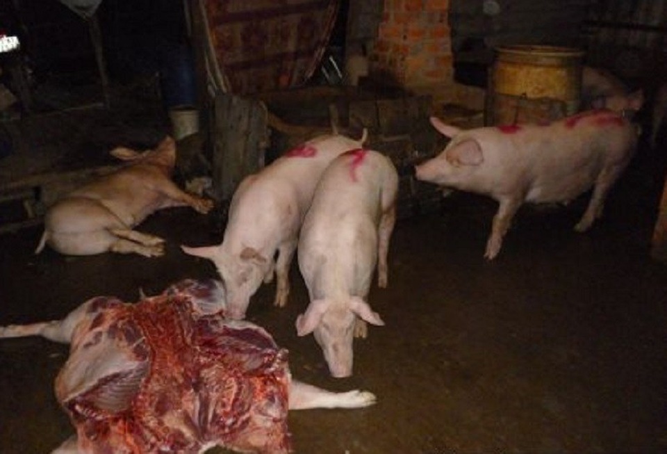 Trách nhiệm của người sản xuất và kinh doanh thực phẩm - 1 Ngoài những vụ heo tiêm thuốc an thần, hiều lò giết mổ lậu vẫn hoạt động