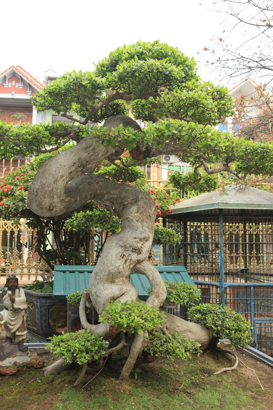 Duối cổ hình chữ Tâm “đẹp nhất Việt Nam”, giá triệu đô của đại gia Phú Thọ - 7 Từ khi sở hữu cây duối cổ hình chữ Tâm, anh Toàn đón rất nhiều lượt khách trong và ngoài nước đến tham quan, thưởng lãm, trong đó nhiều đoàn khách của Đài Loan, Trung Quốc… ngỏ ý muốn mua cây nhưng anh chưa bán.