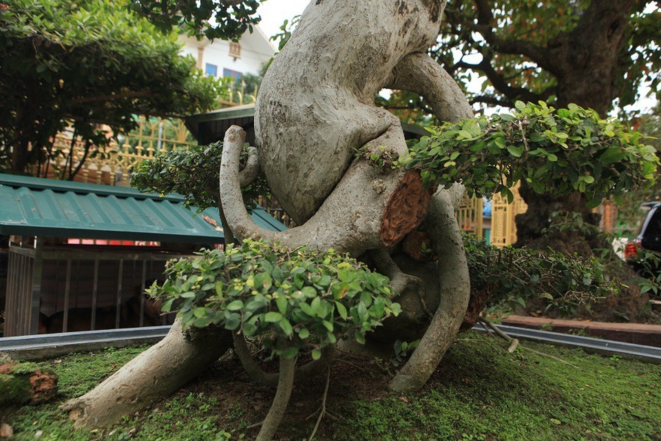 Duối cổ hình chữ Tâm “đẹp nhất Việt Nam”, giá triệu đô của đại gia Phú Thọ - 5 Thân cây u bướu và uốn lượn mềm mại