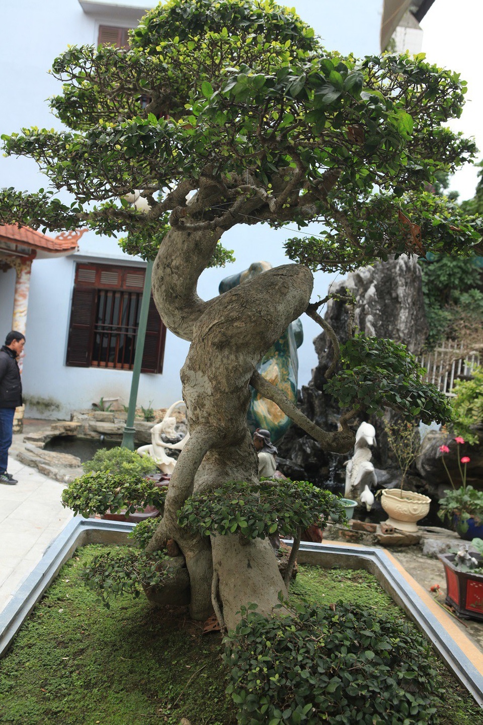 Duối cổ hình chữ Tâm “đẹp nhất Việt Nam”, giá triệu đô của đại gia Phú Thọ - 4 Cây cao khoảng 2m, được đặt trong một chậu đá lớn, mặt chính hướng vào nhà