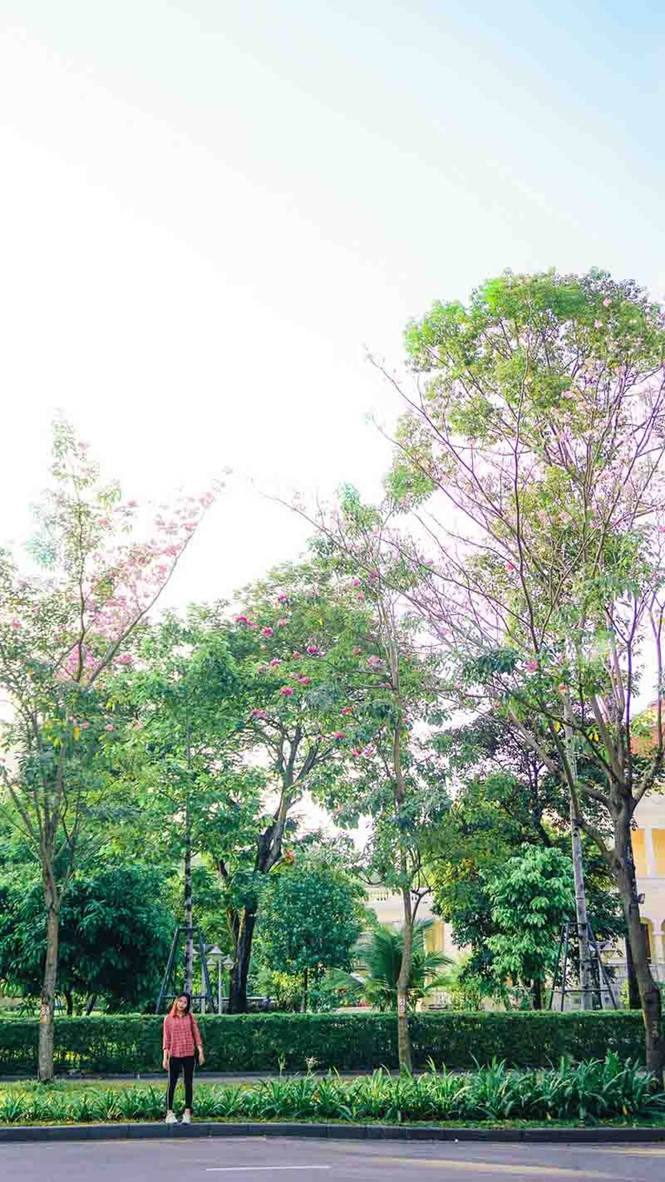 Có một Sài Gòn mộng mơ mùa hoa kèn hồng nở rộ - 11