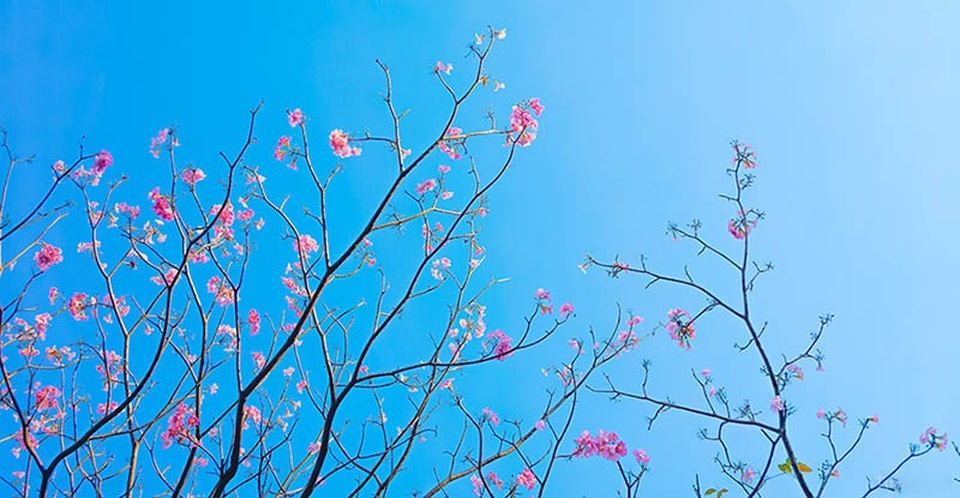 Có một Sài Gòn mộng mơ mùa hoa kèn hồng nở rộ - 8