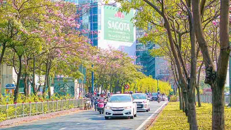 Có một Sài Gòn mộng mơ mùa hoa kèn hồng nở rộ - 4