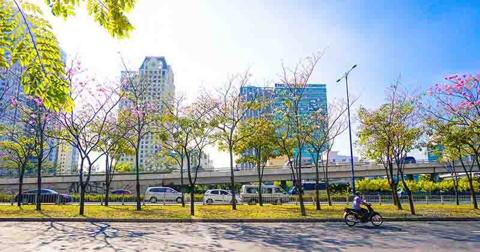 Có một Sài Gòn mộng mơ mùa hoa kèn hồng nở rộ - 2