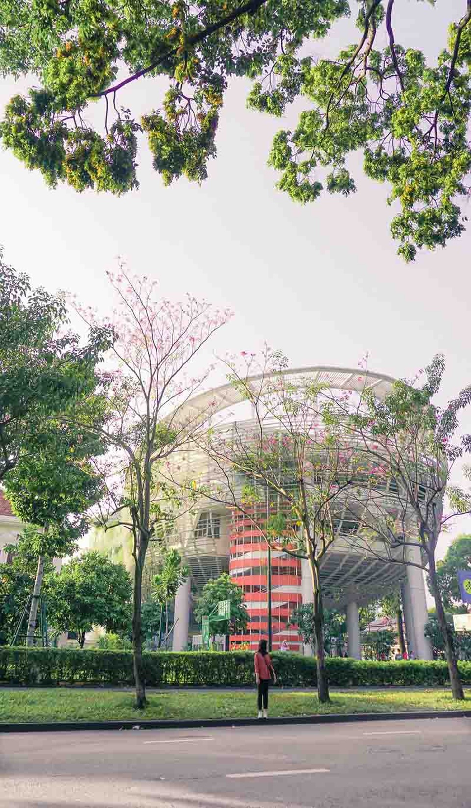 Có một Sài Gòn mộng mơ mùa hoa kèn hồng nở rộ - 5