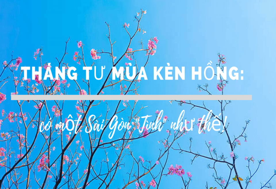 Có một Sài Gòn mộng mơ mùa hoa kèn hồng nở rộ - 1