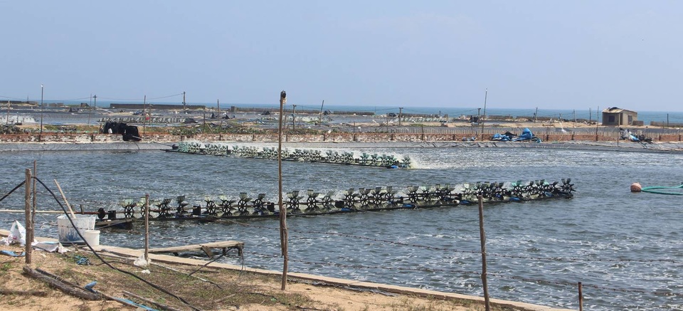 Thu hồi 50 ha của dự án nuôi tôm công nghiệp vì không hiệu quả - 2 Trong thời gian cho thuê, công ty TNHH Asia HaWaii Ventures đã tự chuyển giao quyền sử dụng khu đất thuê cho các tổ chức, cá nhân khác.