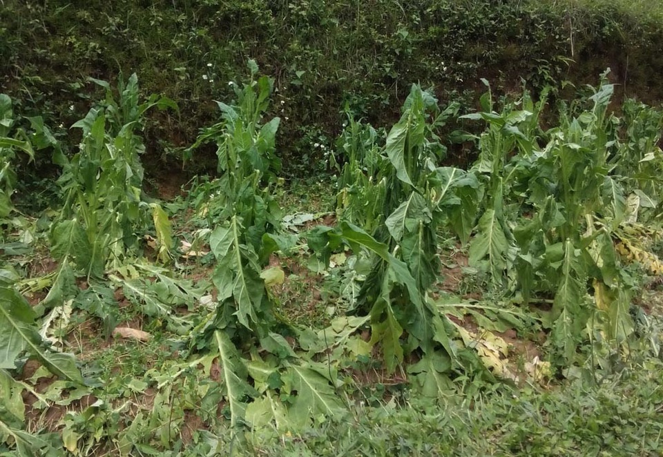 Mưa đá gây thiệt hại nhiều diện tích hoa màu ở Cao Bằng.