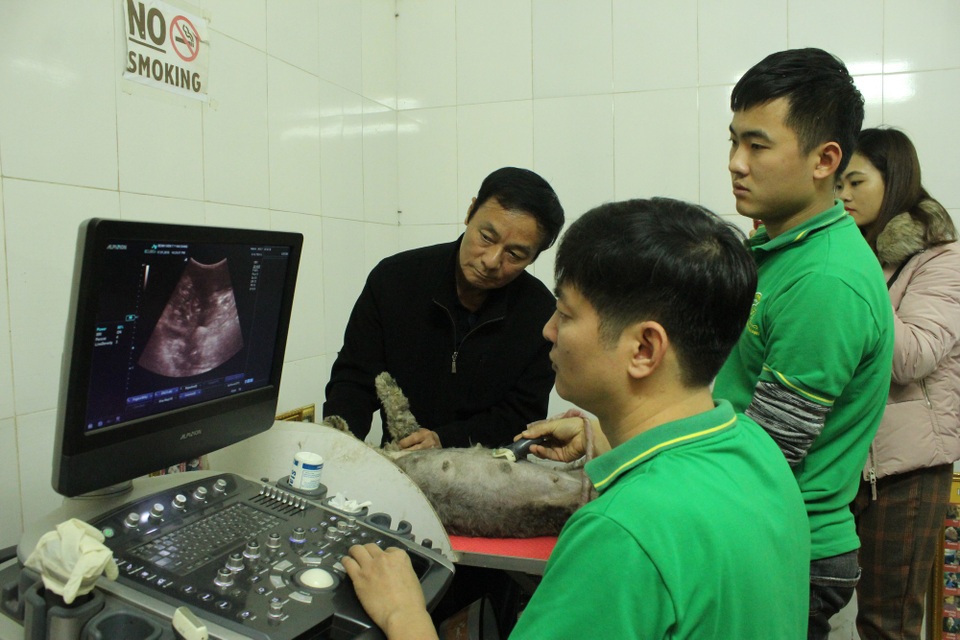 Bác sỹ thú y kể chuyện “cười ra nước mắt” đỡ đẻ... chó mèo - 2 Bác sỹ Đăng cho hay, đỡ đẻ cho chó mèo khó hơn rất nhiều so với người bởi chúng không thể nói tình trạng của mình.