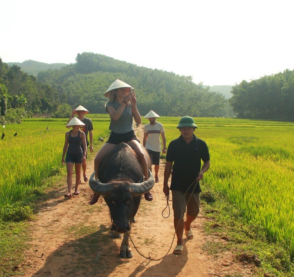 Khách tây hào hứng cưỡi trâu, chăn vịt ở “Vương quốc” hang động - 2 Khách tây trải nghiệm cưỡi trâu dọc theo cánh đồng lúa