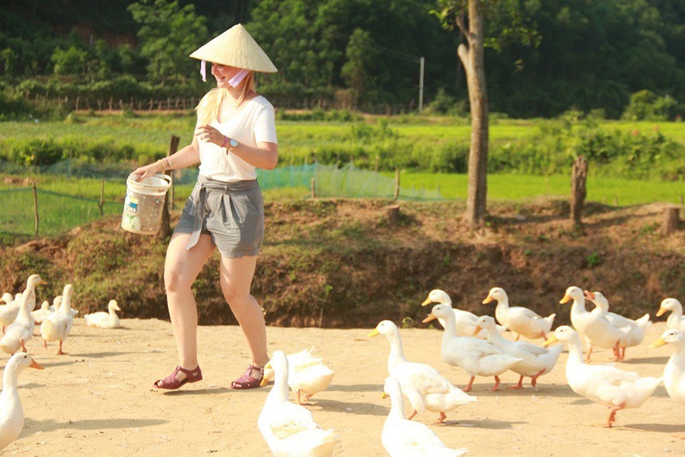 Khách tây hào hứng cưỡi trâu, chăn vịt ở “Vương quốc” hang động - 8 Các du khách nữ tỏ ra rất thích thú khi tự tay cho đàn vịt ăn, hóa thân vào những người nông dân đội nón lá, dẫn đàn vịt về chuồng để có những bức ảnh kỷ niệm tuyệt vời trên mảnh đất hình chữ S.