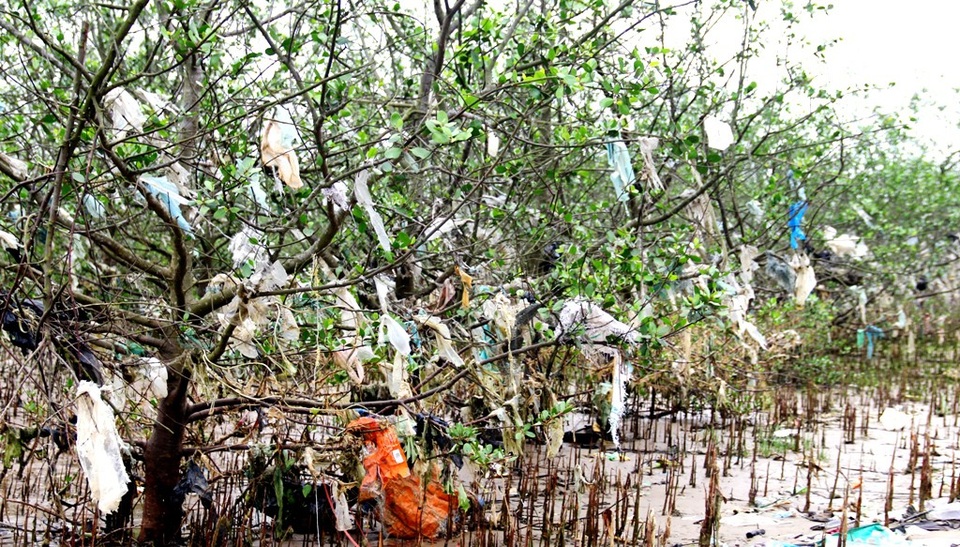 Kinh hãi cảnh tượng rừng bần bị bức tử bởi rác thải tấn công! - 5