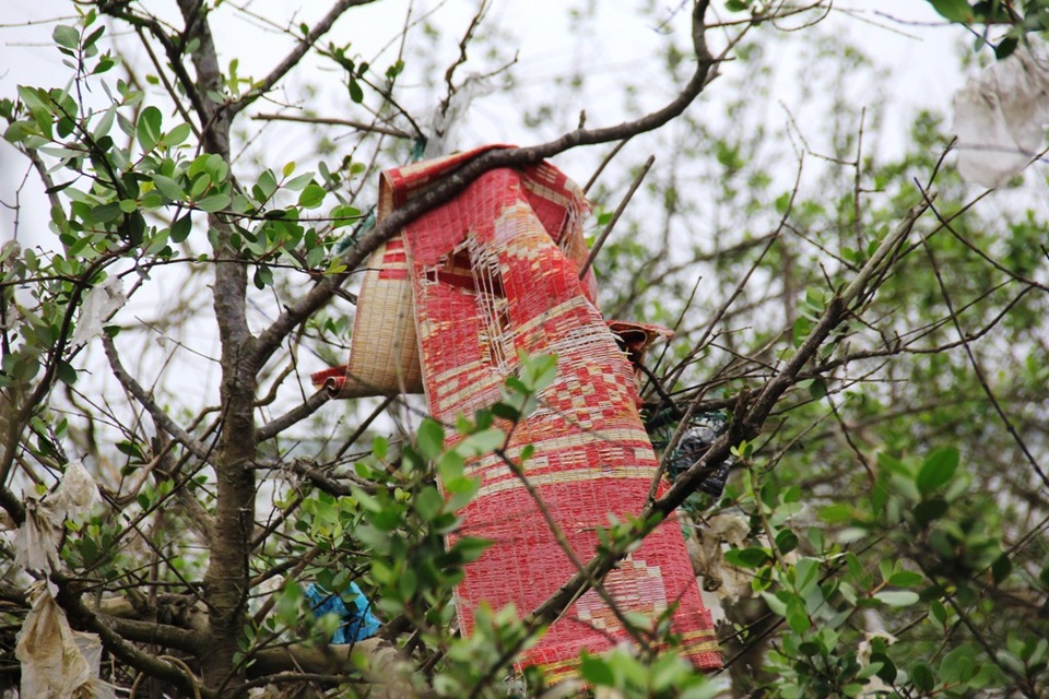 Một chiếc chiếu hỏng mắc kẹt trên cây bần.