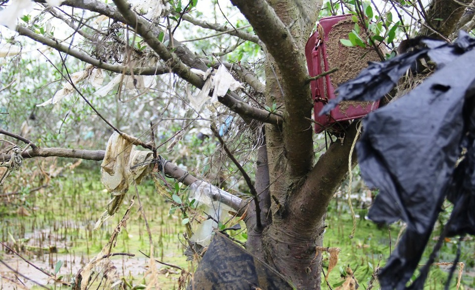 Kinh hãi cảnh tượng rừng bần bị bức tử bởi rác thải tấn công! - 8