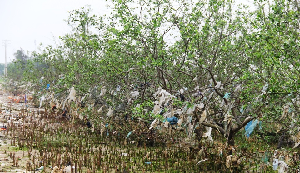 Rừng cây bần nguyên sinh nằm dọc tuyến đường sinh thái ven sông Lam (Nghệ An).