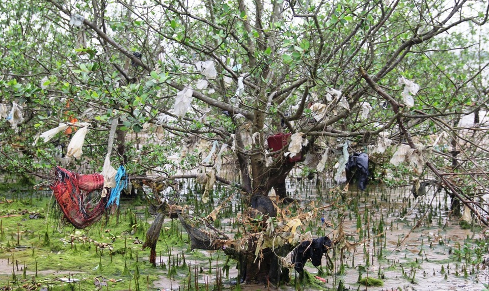 Kinh hãi cảnh tượng rừng bần bị bức tử bởi rác thải tấn công! - 10