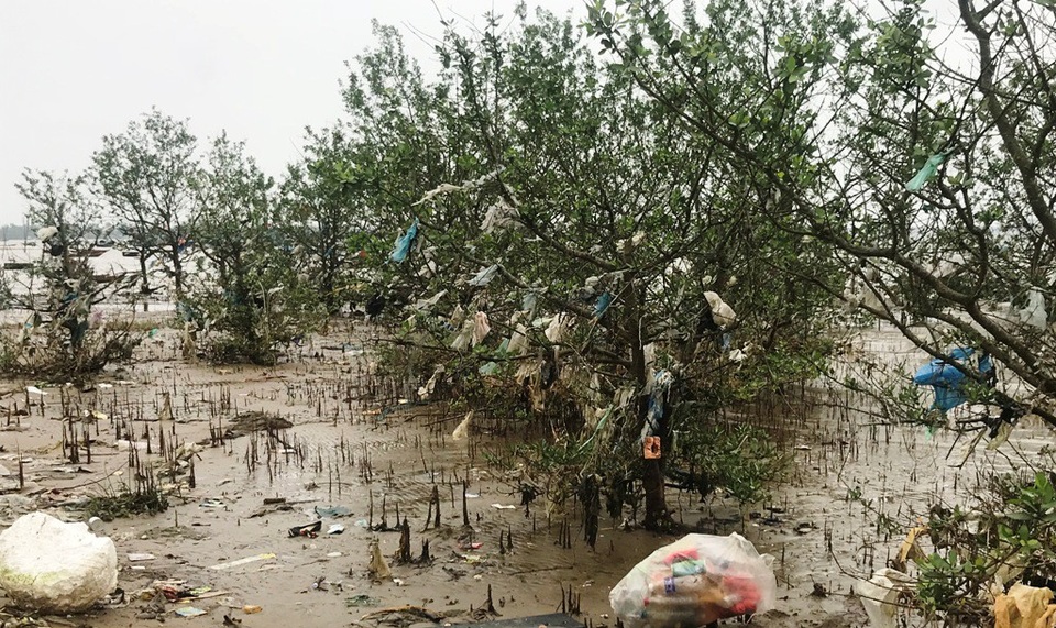 Kinh hãi cảnh tượng rừng bần bị bức tử bởi rác thải tấn công! - 11