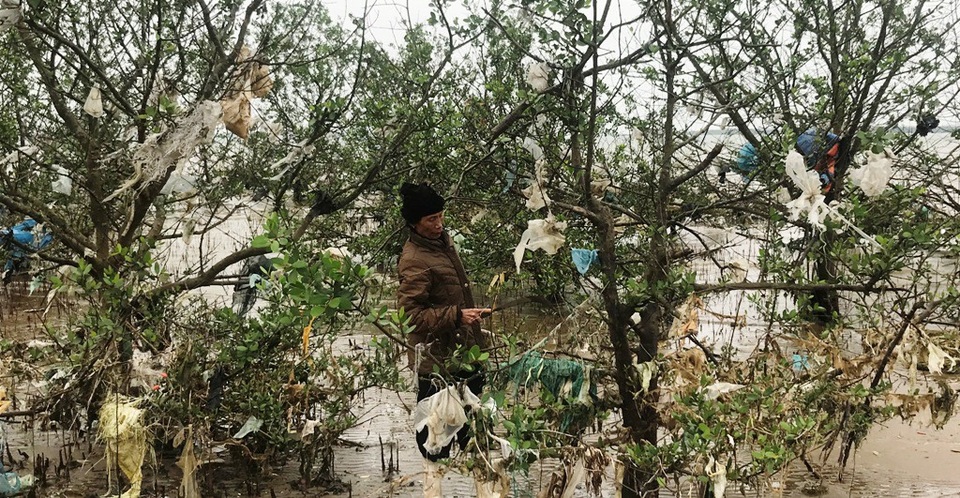 Kinh hãi cảnh tượng rừng bần bị bức tử bởi rác thải tấn công! - 12