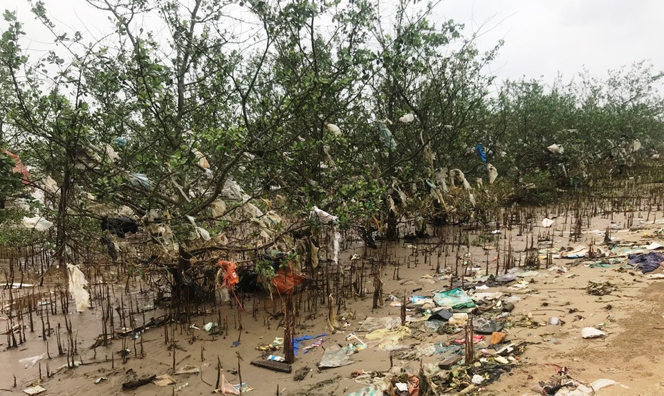 Kinh hãi cảnh tượng rừng bần bị bức tử bởi rác thải tấn công! - 14